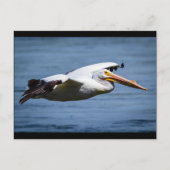 飛行中のアメリカのホワイトペリカン ポストカード (正面)