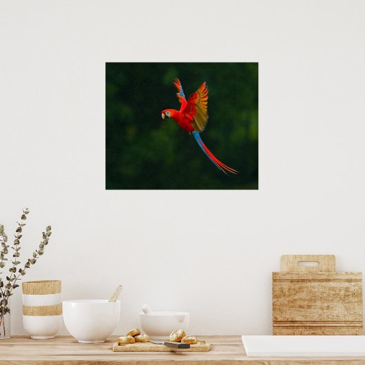 飛行中のオウム ポスター (キッチン)