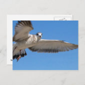 飛行中のカモメのポストカード ポストカード (正面/裏面)