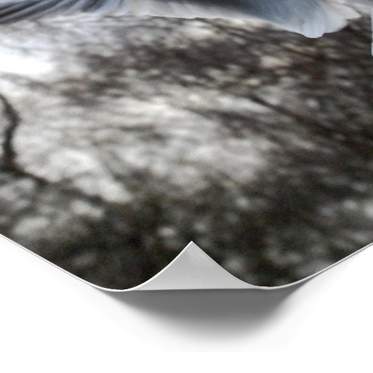 飛行中のカモメ ポスター (角)