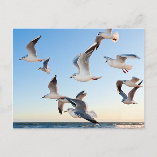 飛行中のカモメ ポストカード (正面)
