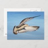 飛行中のカモメ ポストカード (正面/裏面)