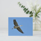 飛行中のグレー・ヘロン ポストカード (スタンド正面)