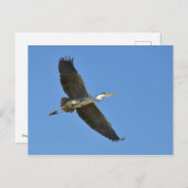 飛行中のグレー・ヘロン ポストカード (正面/裏面)