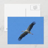 飛行中のコウノトリ ポストカード (正面/裏面)