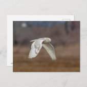 飛行中のスノーフクロウ ポストカード (正面/裏面)