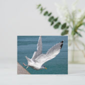 飛行中のニシンのカモメを閉める シーズンポストカード (スタンド正面)