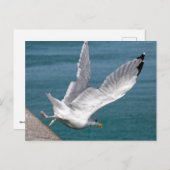 飛行中のニシンのカモメを閉める シーズンポストカード (正面/裏面)