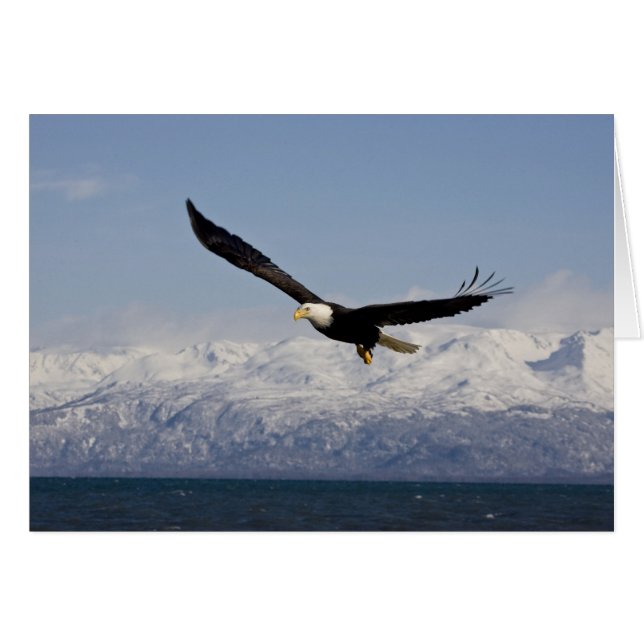 飛行中のハクトウワシ Haliaeetus leucocephalus 3 (正面横)