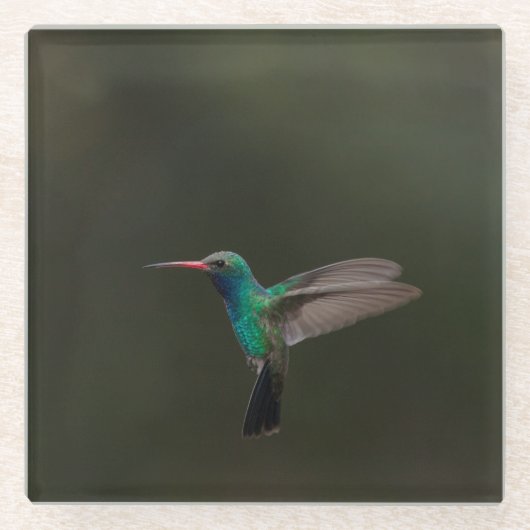 飛行中のハチドリ ガラスコースター (正面)