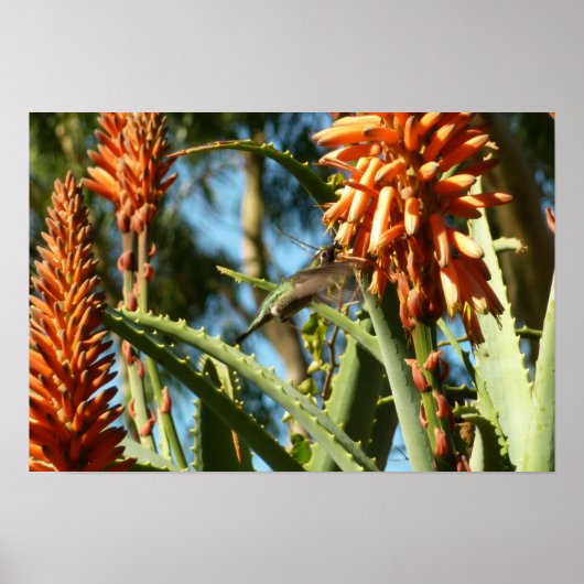 飛行中のハチドリ ポスター (正面)
