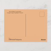 飛行中のハチドリ ポストカード (裏面)