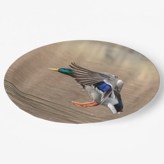 飛行中のマガモのアヒル ペーパープレート (アングル)