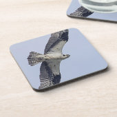 飛行中のミサゴ コースター (左側)