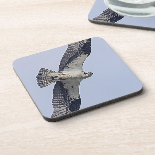 飛行中のミサゴ コースター (左側)