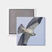 飛行中のミサゴ マグネット (正面/裏面)