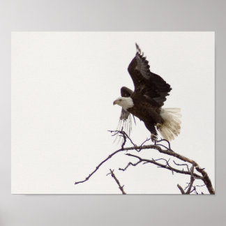 飛行中のワシ ポスター