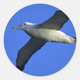 飛行中のワタリアホウドリ ラウンドシール