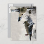 飛行中の平和な喪服 ポストカード (正面/裏面)