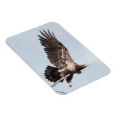 飛行中の未熟な禿鷲 マグネット (右側)