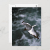 飛行中の燕尾鳥 ポストカード (正面/裏面)