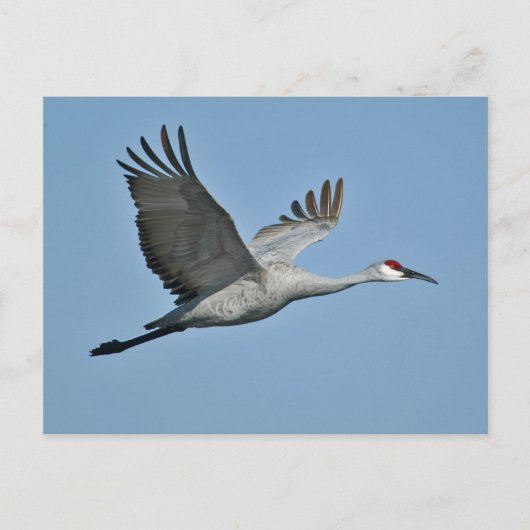 飛行中の砂丘クレーン ポストカード (正面)