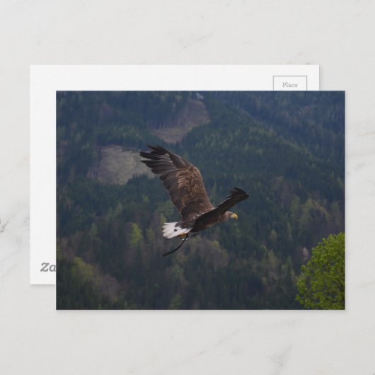 飛行中の美しいワシ ポストカード (正面/裏面)