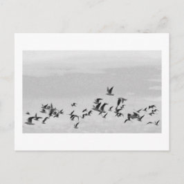 飛行中の鳥はがき ポストカード