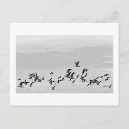 飛行中の鳥はがき ポストカード (正面)