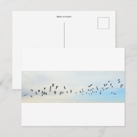 飛行中の鳥 ポストカード (正面/裏面)