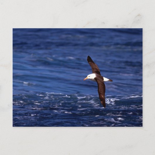 飛行中の黒褐色のアホウドリ ポストカード (正面)