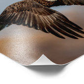 飛行中の10x8ハゲ鷲 フォトプリント            (角)