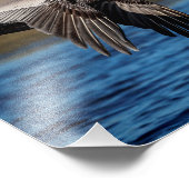 飛行中の10x8ペリカン フォトプリント            (角)