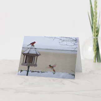 飛行中の（鳥）ショウジョウコウカンチョウ シーズンカード