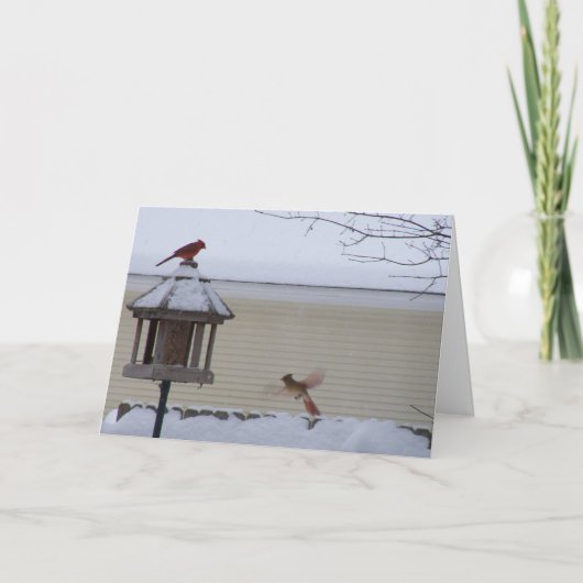 飛行中の(鳥)ショウジョウコウカンチョウ シーズンカード (正面)