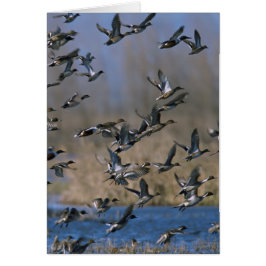 飛行中のPintails