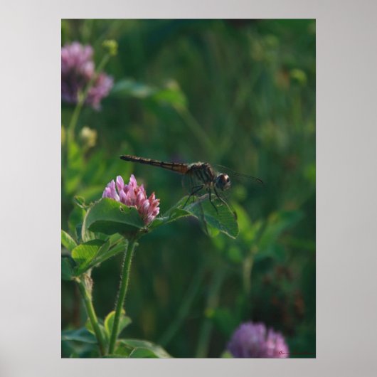 飛行準備完了 – Dragonfly Poster ポスター (正面)