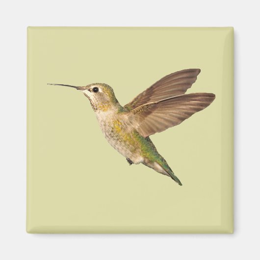 飛行磁石のハミングバード マグネット (正面)