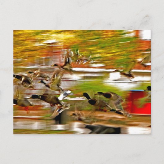 飛遠くにぶ ポストカード (正面)