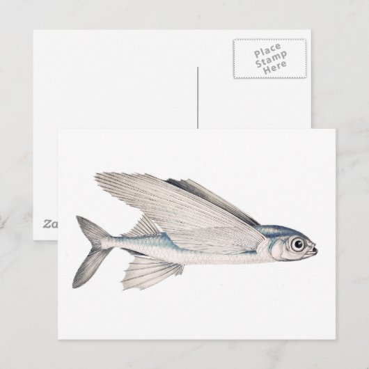 飛魚座のExocoetidae ポストカード (正面/裏面)
