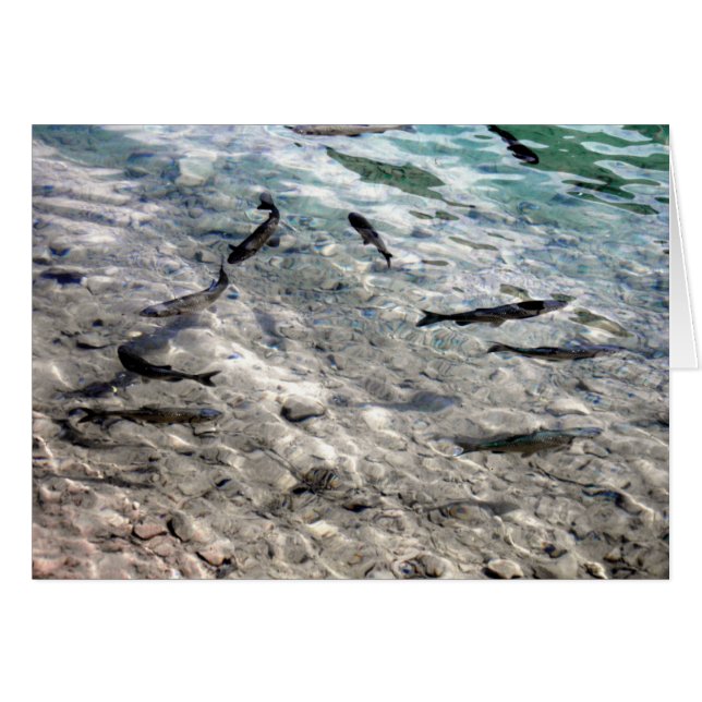 飛魚座 (正面横)