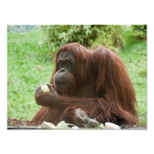 食べオランウタン フォトプリント           