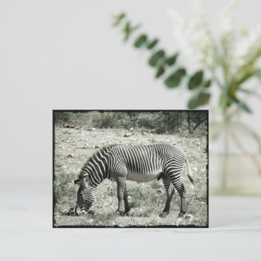 食べゼブラ ポストカード (スタンド正面)