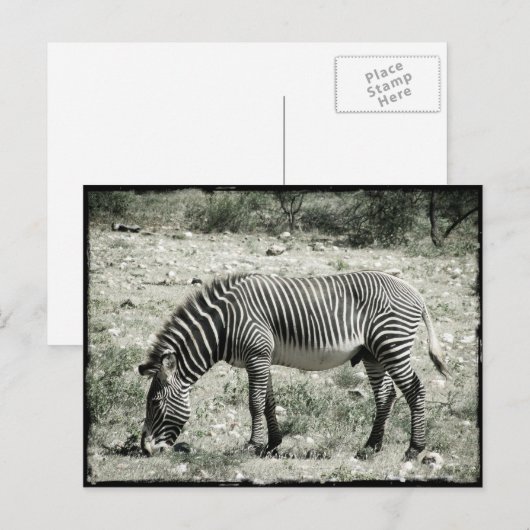 食べゼブラ ポストカード (正面/裏面)