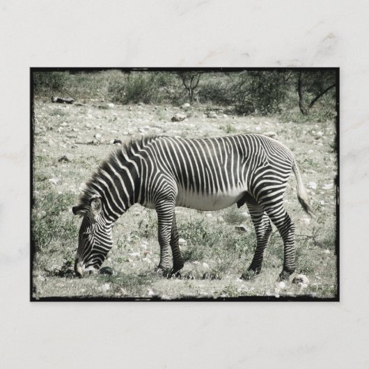 食べゼブラ ポストカード (正面)