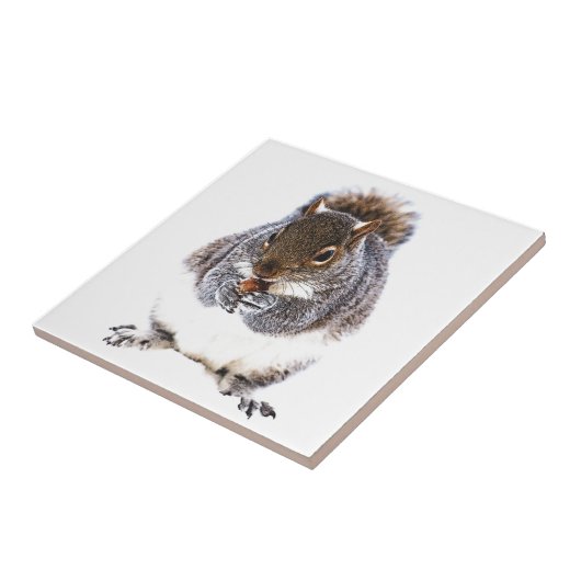 食べリス タイル (側面)