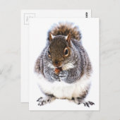 食べリス ポストカード (正面/裏面)