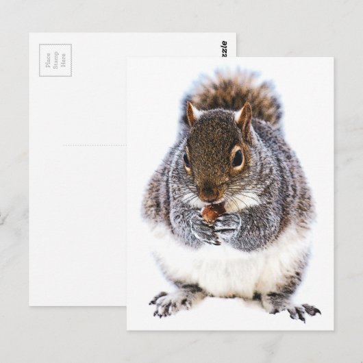 食べリス ポストカード (正面/裏面)