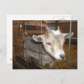 食べ物を与えだ！ ポストカード (正面/裏面)