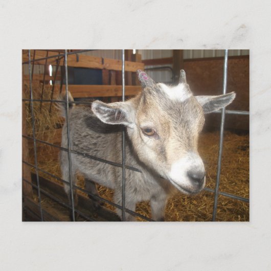 食べ物を与えだ！ ポストカード (正面)